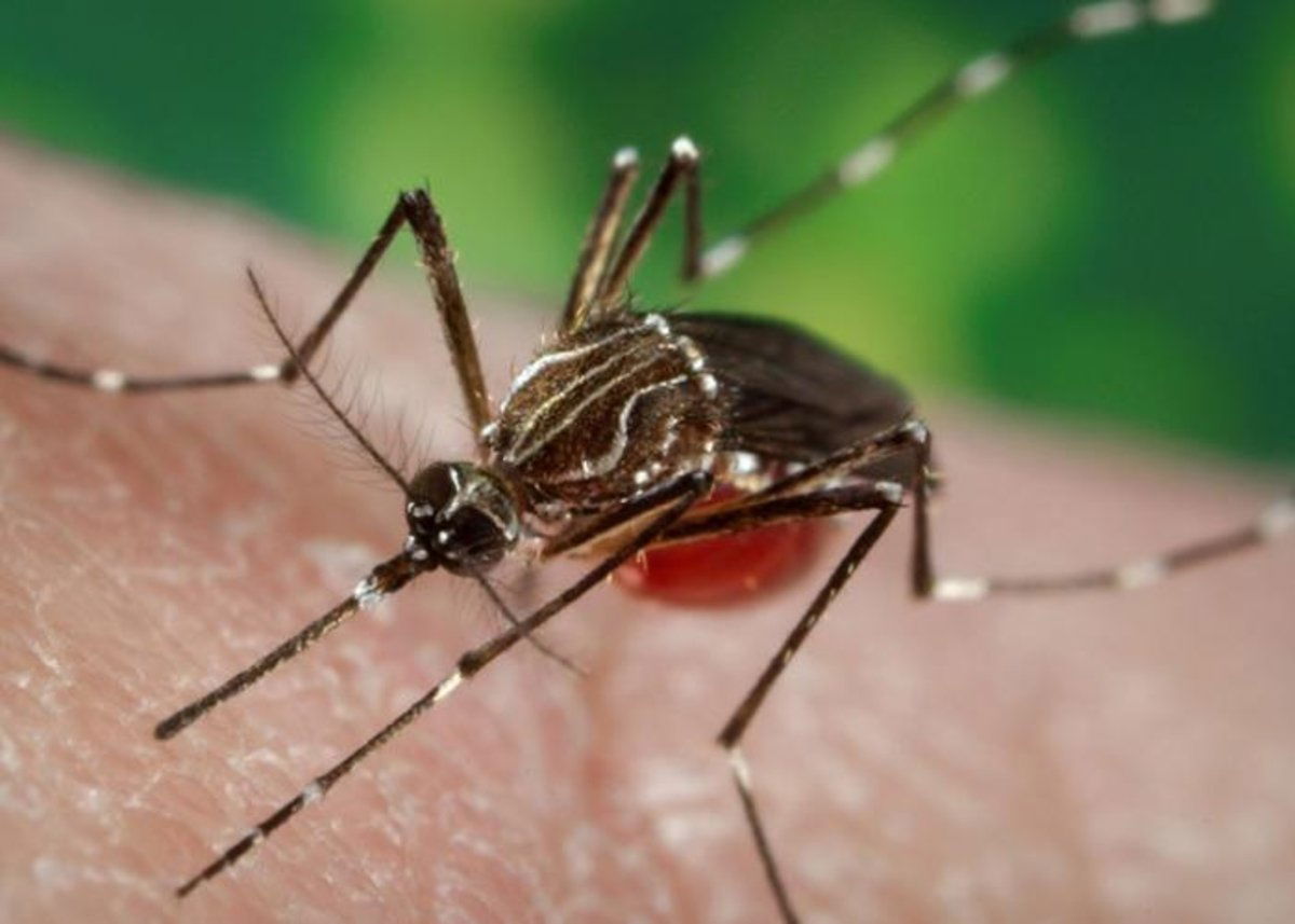 Jurassic Park tenía razón (en parte): confirman que los mosquitos son "bibliotecas voladoras" capaces de guardar el ADN de todo un ecosistema