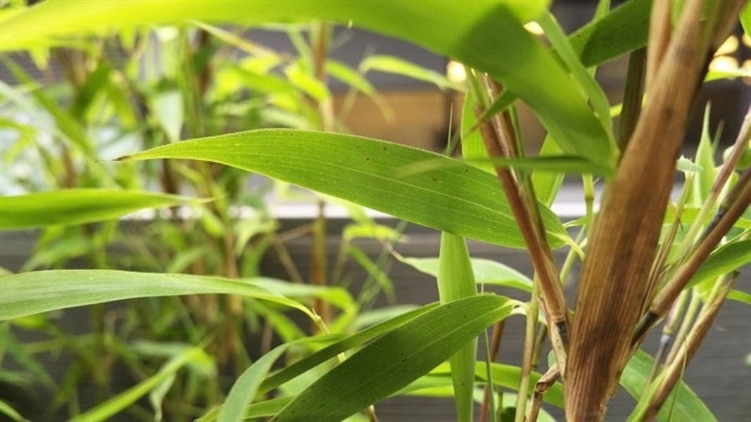 muestra a unas plantas de priv