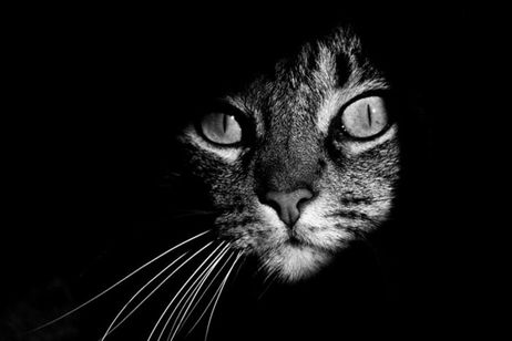 Esta es la mejor aplicación para hacer fotografías en blanco y negro Esta es la mejor aplicación para hacer fotografías en blanco y negro