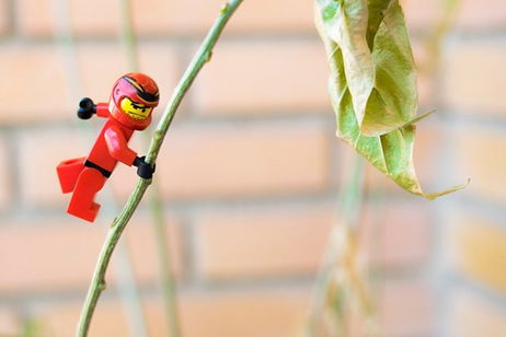 Qué es el efecto bokeh y por qué la cámara de tu próximo móvil podrá conseguirlo Qué es el efecto bokeh y por qué la cámara de tu próximo móvil podrá conseguirlo