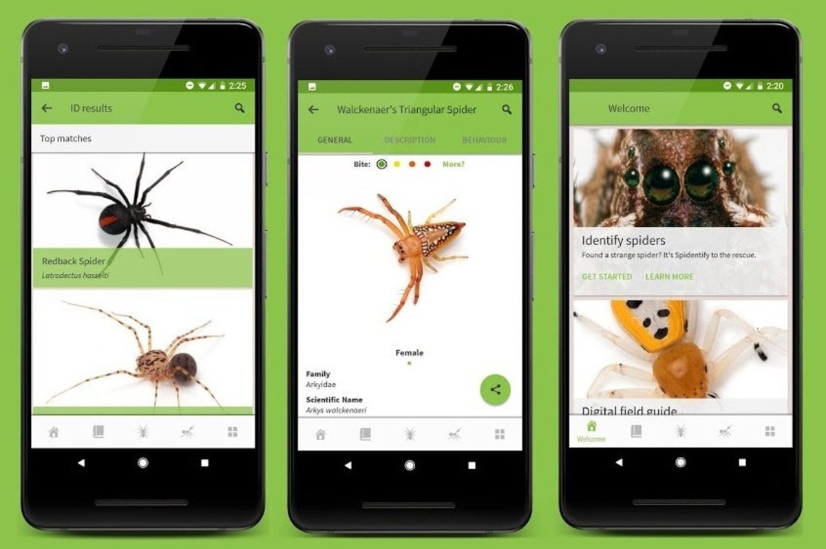 Crean una app que identifica hasta 250 tipos de arañas