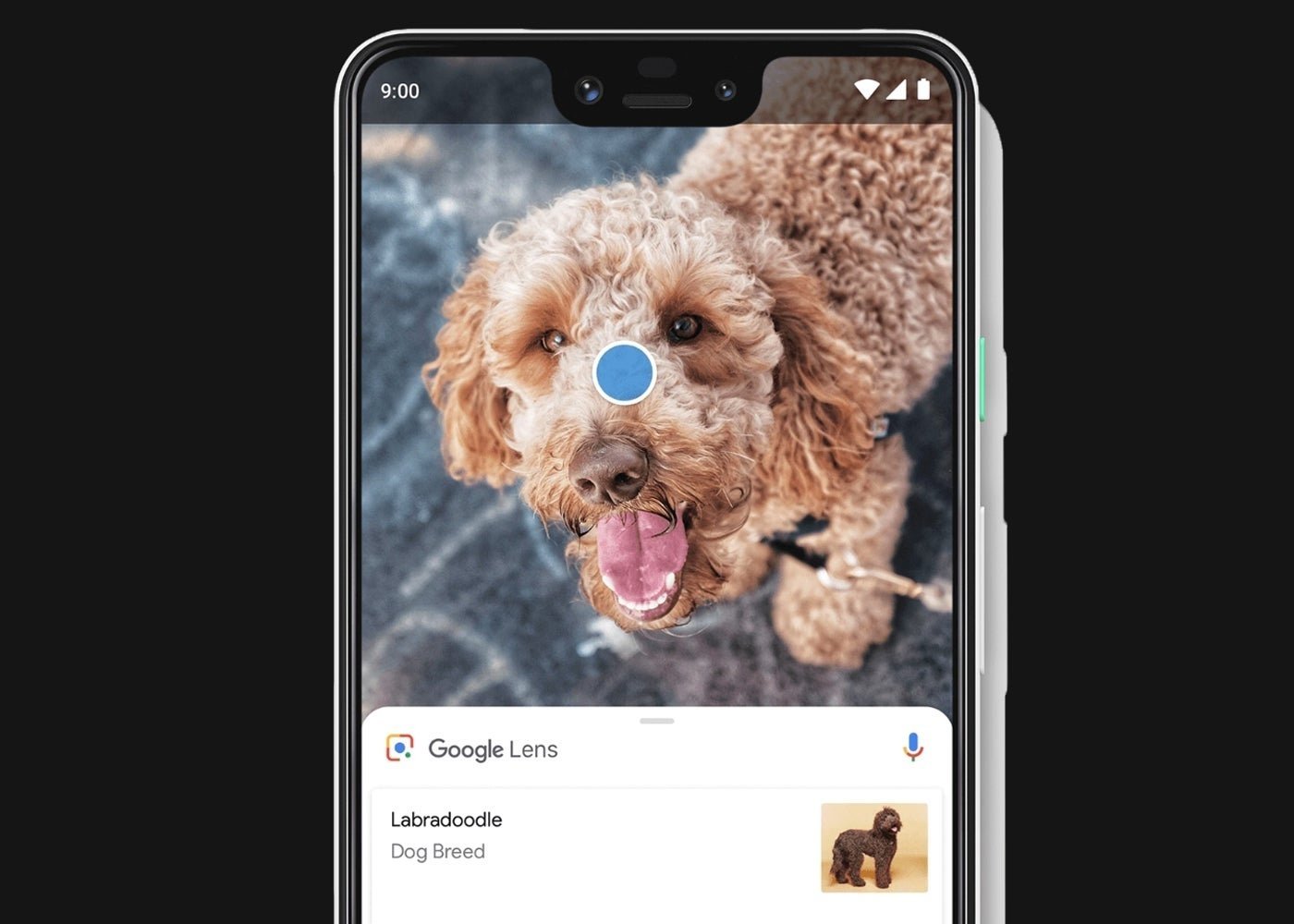 Google Lens y un perrete