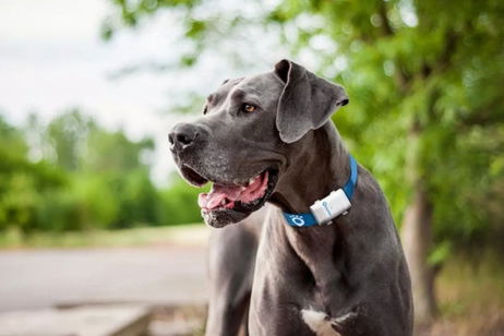 Ten a tu perro siempre localizado con Tractive GPS XL Ten a tu perro siempre localizado con Tractive GPS XL
