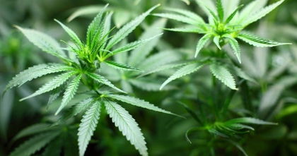 Google actualiza su política de apps: menos marihuana y más niños Google actualiza su política de apps: menos marihuana y más niños