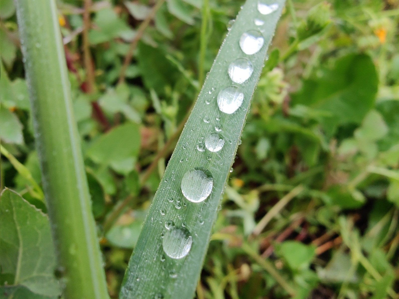 foto macro con el OnePlus 8 Pro