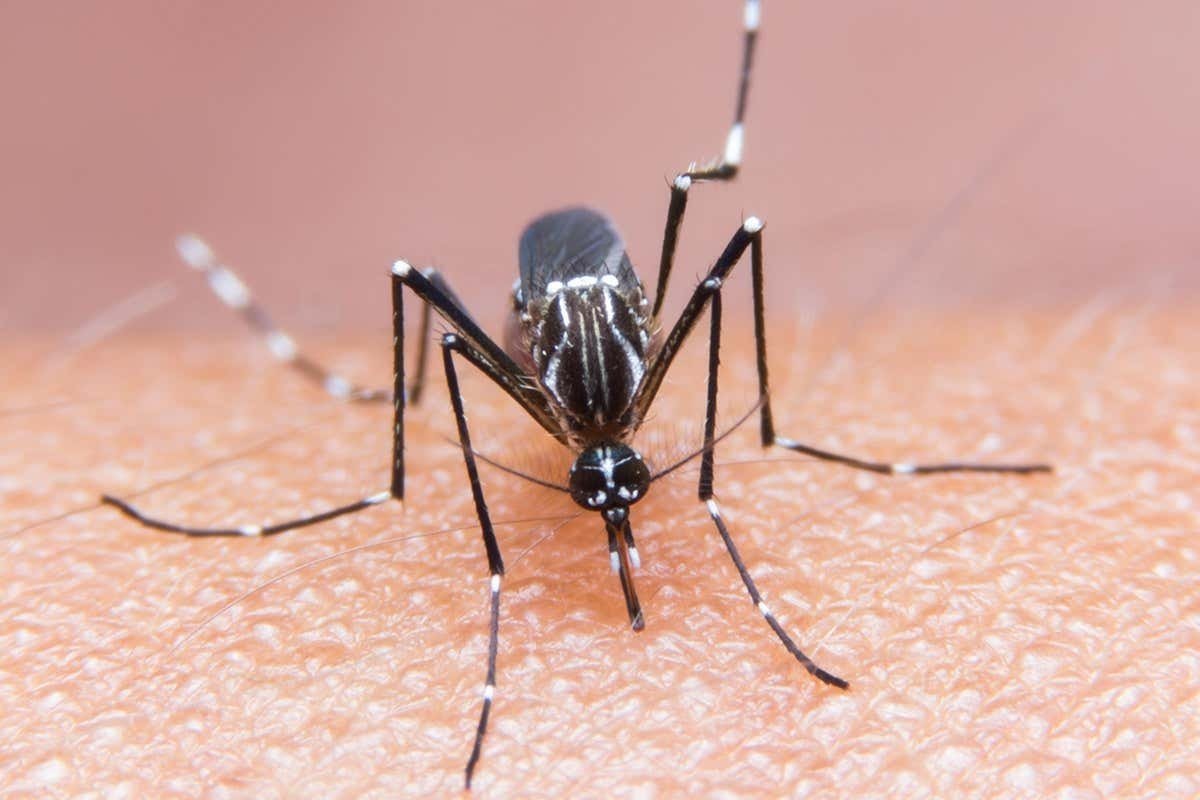 los mosquitos son uno de los vectores de enfermedades más grandes