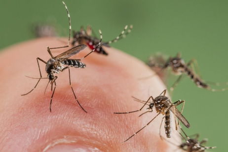 Google tiene un plan para acabar con los mosquitos que podría salvar miles de vidas cada año