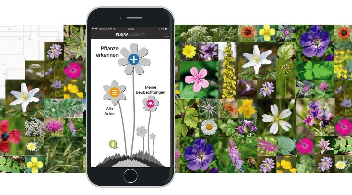 6 mejores apps gratis para identificar plantas y flores (2023)