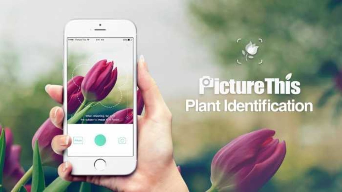 PictureThis Identificar Planta