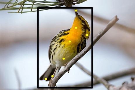 Apps para identificar aves con el móvil: estas son las mejores que puedes usar Apps para identificar aves con el móvil: estas son las mejores que puedes usar