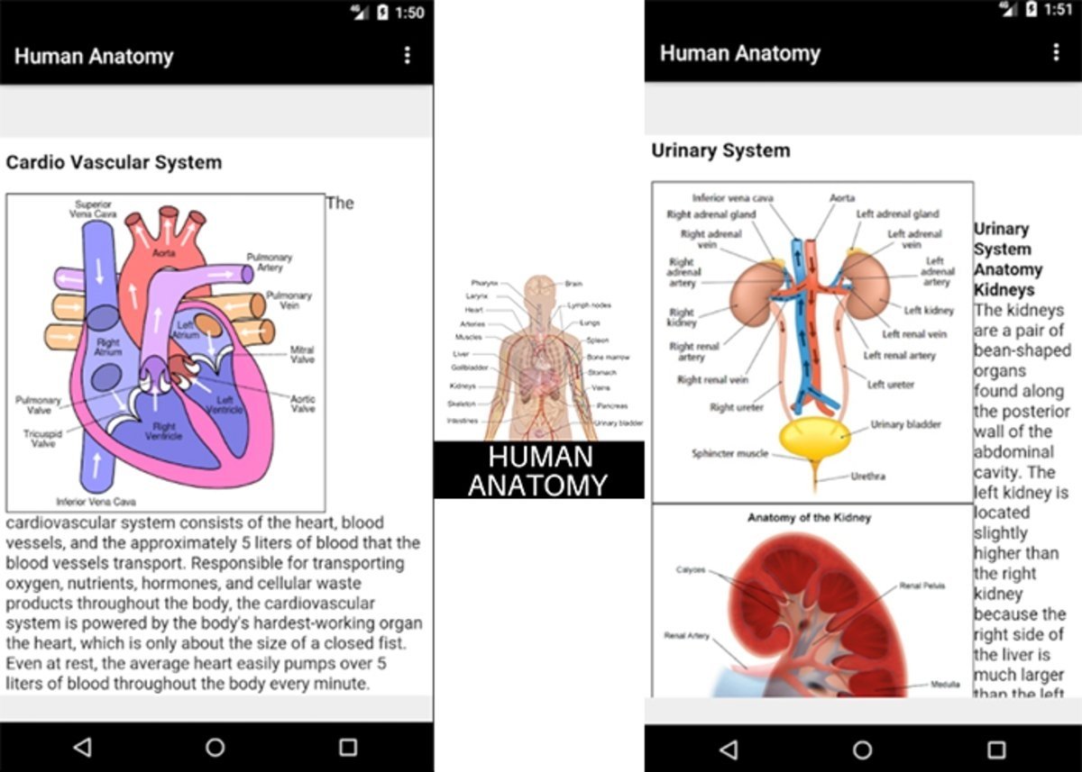 Human Anatomy app para aprender anatomia gratis 
