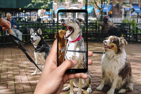 Las mejores 8 aplicaciones para reconocer razas de perro