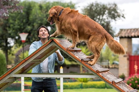 Las 7 mejores aplicaciones para entrenar a tu perro gratis (2025): clickers, silbatos, consejos y más