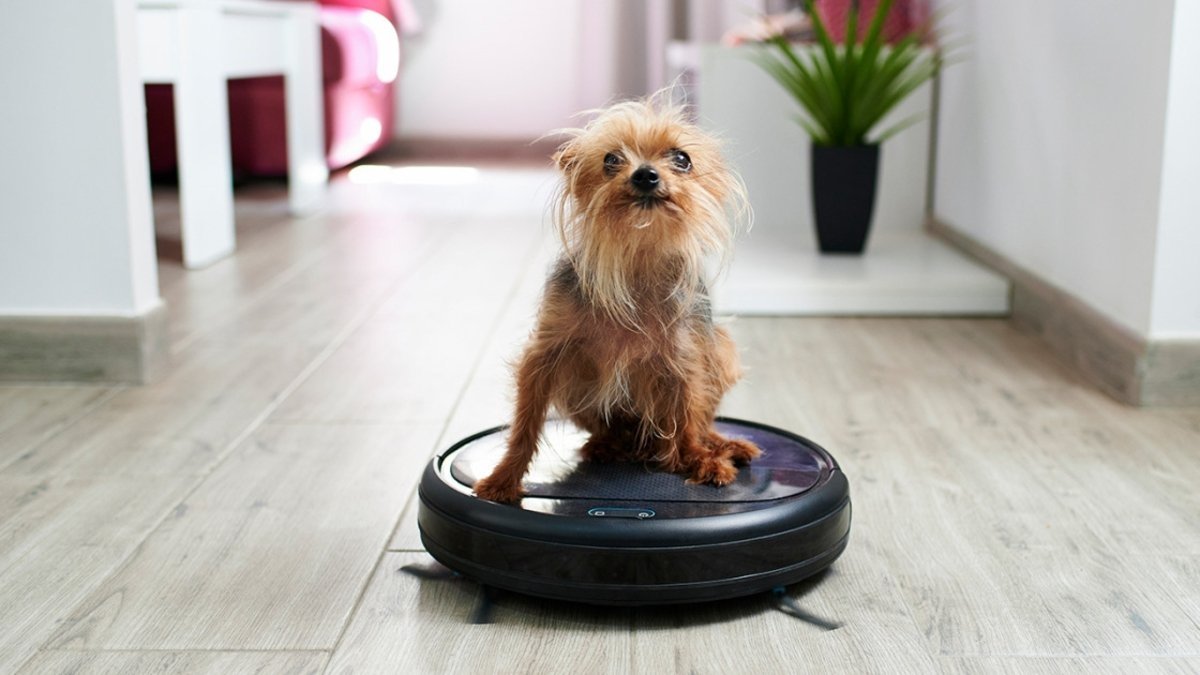 Roomba perro