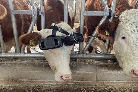 Metaverso en la granja: por qué este ganadero está usando cascos de realidad virtual en sus vacas