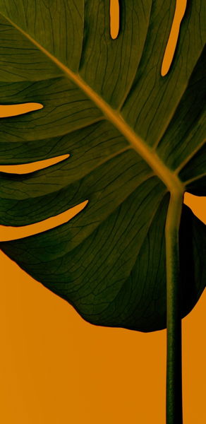 Los mejores fondos de pantalla para tu móvil