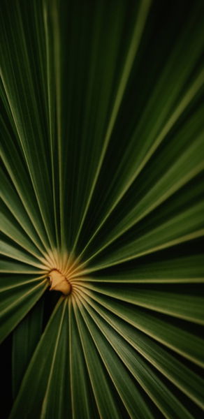 Los mejores fondos de pantalla para tu móvil