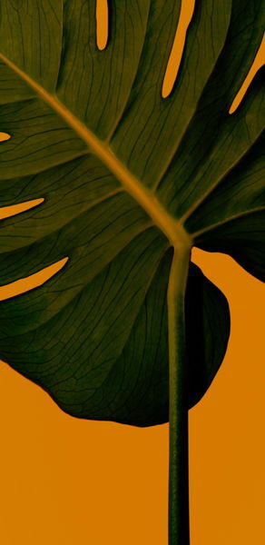 Los mejores fondos de pantalla para tu móvil