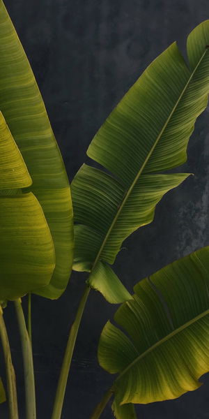 Los mejores fondos de pantalla para tu móvil