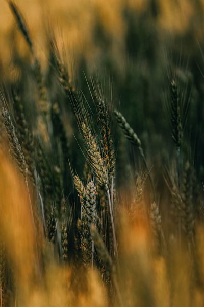 Los mejores fondos de pantalla para tu móvil