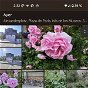 Cómo aplicar los filtros Real Tone en Google Fotos