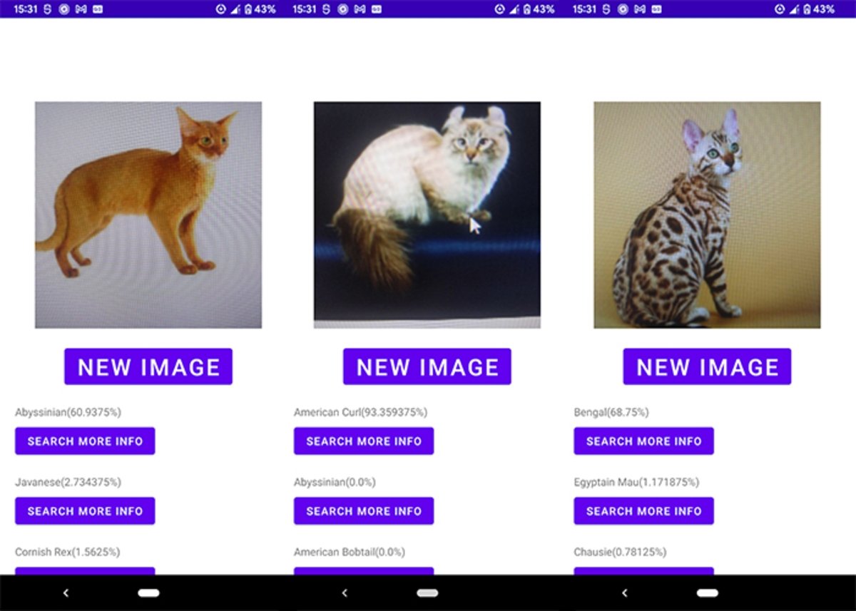 Cat breed identifier: información, características e imágenes de gatos