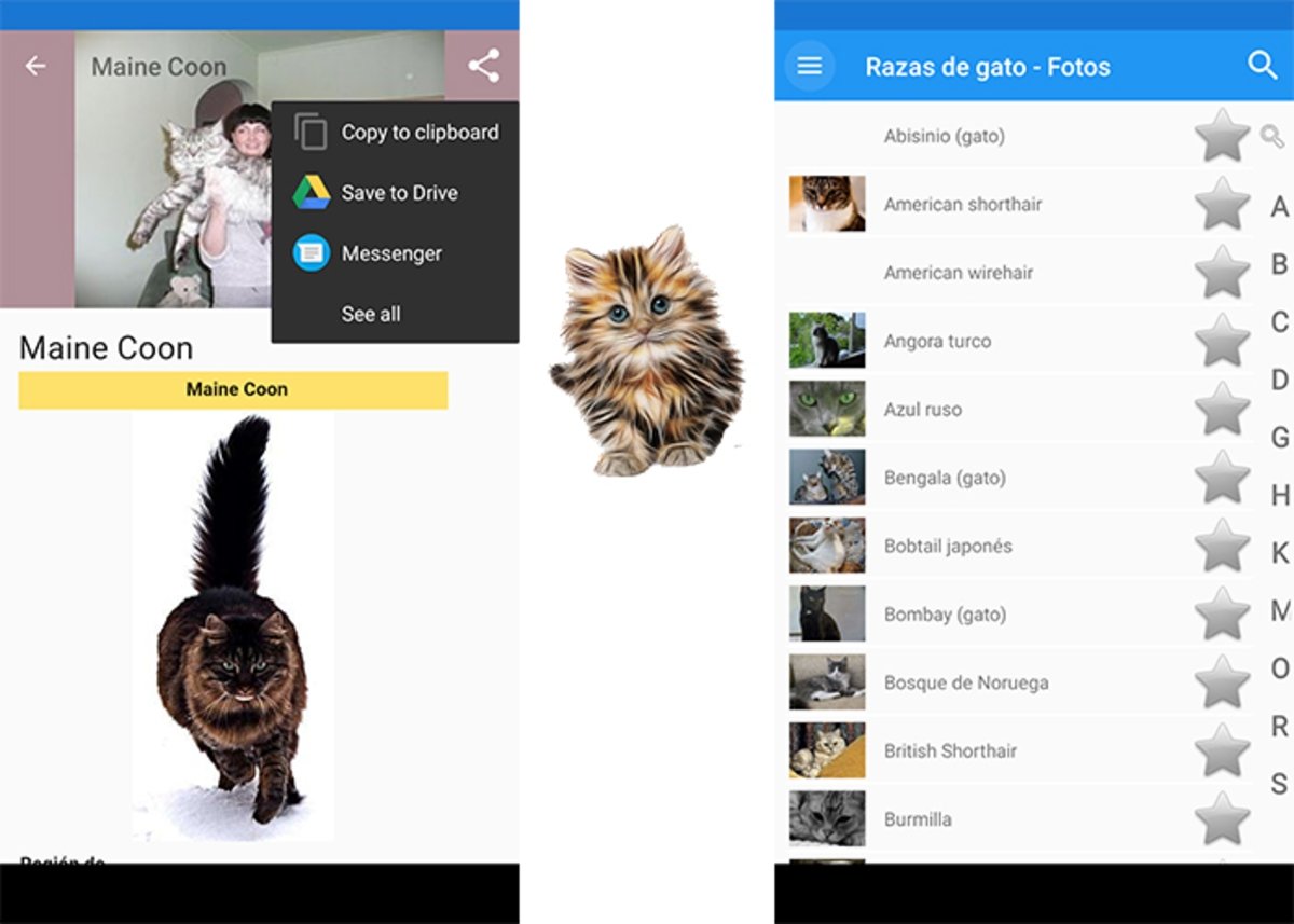 Razas de gato: una app ideal para identificar la raza de cualquier gato