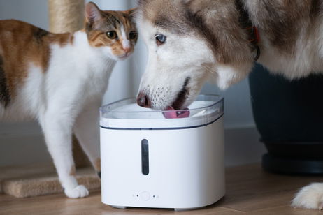 Análisis del comedero y fuente para mascotas de Xiaomi: imprescindibles en cualquier casa con animales Análisis del comedero y fuente para mascotas de Xiaomi: imprescindibles en cualquier casa con animales