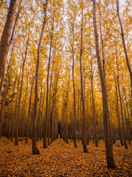 Fondo de pantalla bonito de arboles