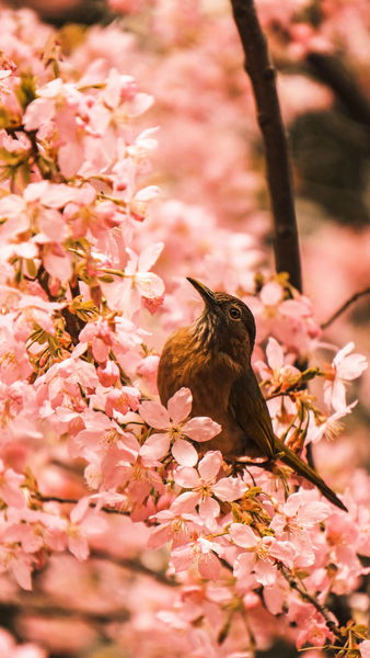 Fondo de pantalla bonito de flores y pajaro