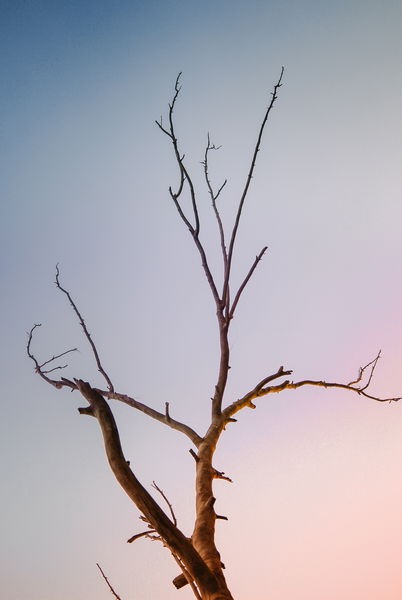 Fondo de pantalla en 4K de arbol