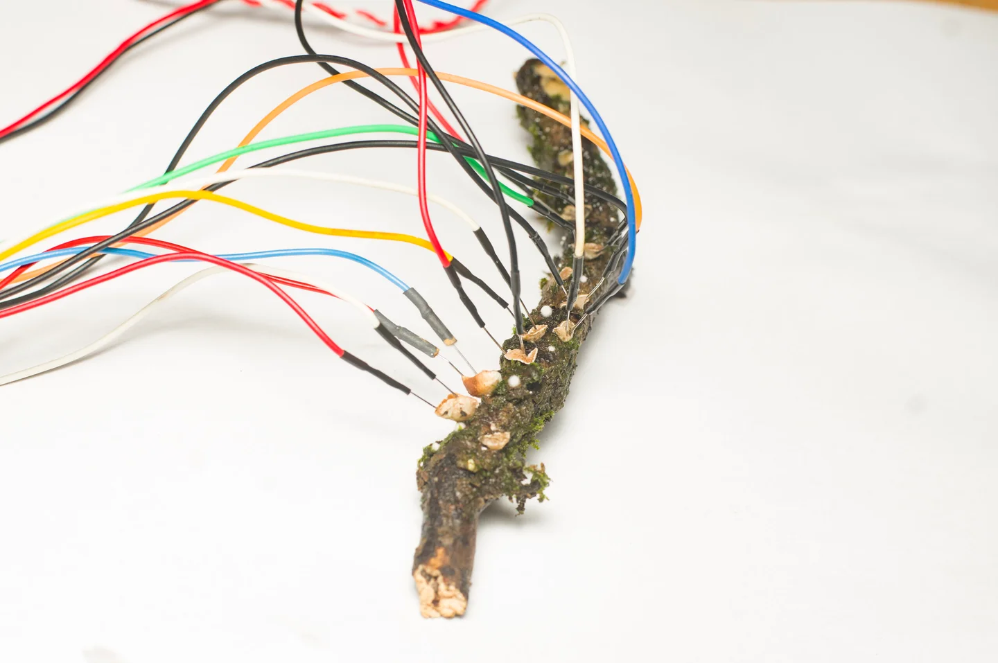 Cables de corriente conectados a unos hongos