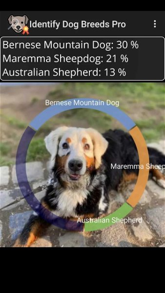 Cómo identificar fácil razas de perros con tu móvil Android: esta app es gratis por tiempo limitado