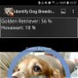 Cómo identificar fácil razas de perros con tu móvil Android: esta app es gratis por tiempo limitado