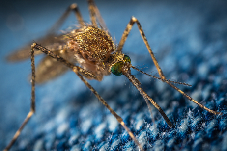 El Ministerio de Sanidad ha lanzado una app para avisar de los mosquitos: así funciona Mosquito Alert