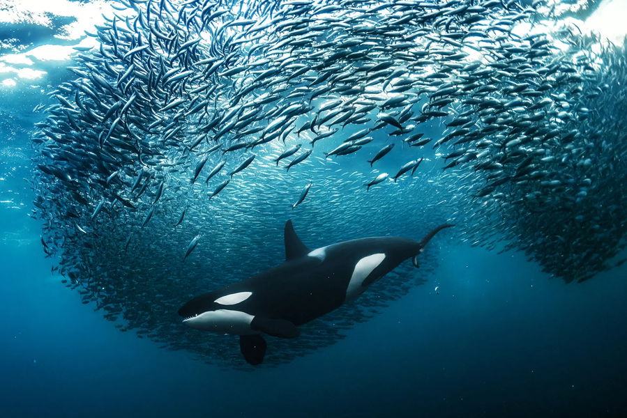 Las impresionantes fotos ganadoras del concurso de fotografía de naturaleza Nature TTL 2023