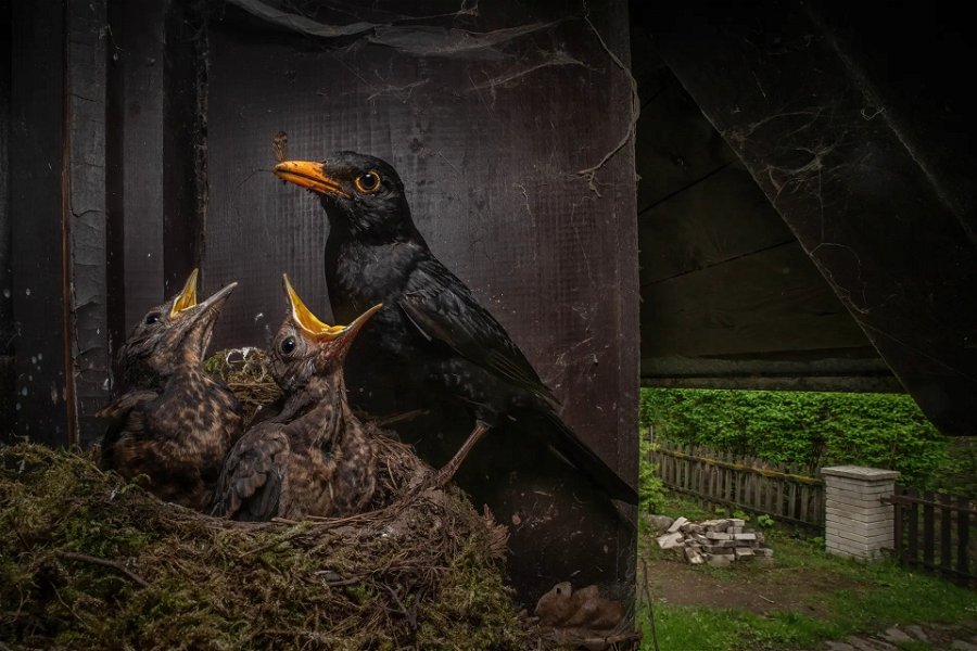 Las impresionantes fotos ganadoras del concurso de fotografía de naturaleza Nature TTL 2023