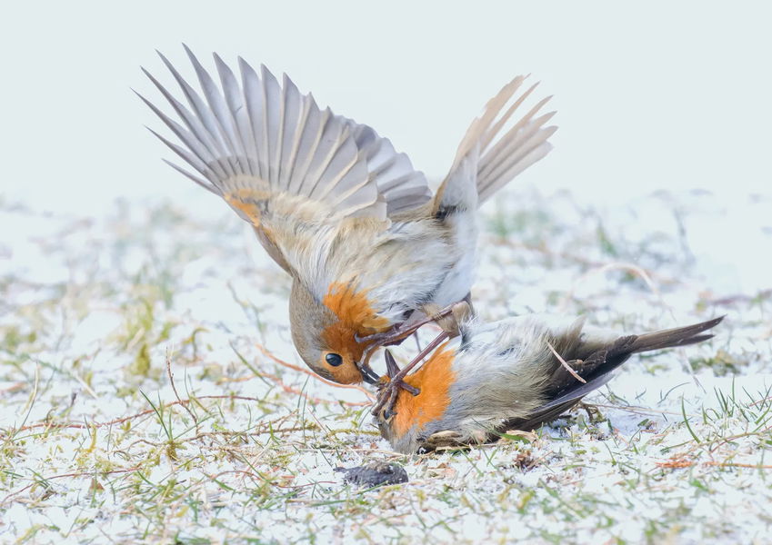 Las impresionantes fotos ganadoras del concurso de fotografía de naturaleza Nature TTL 2023