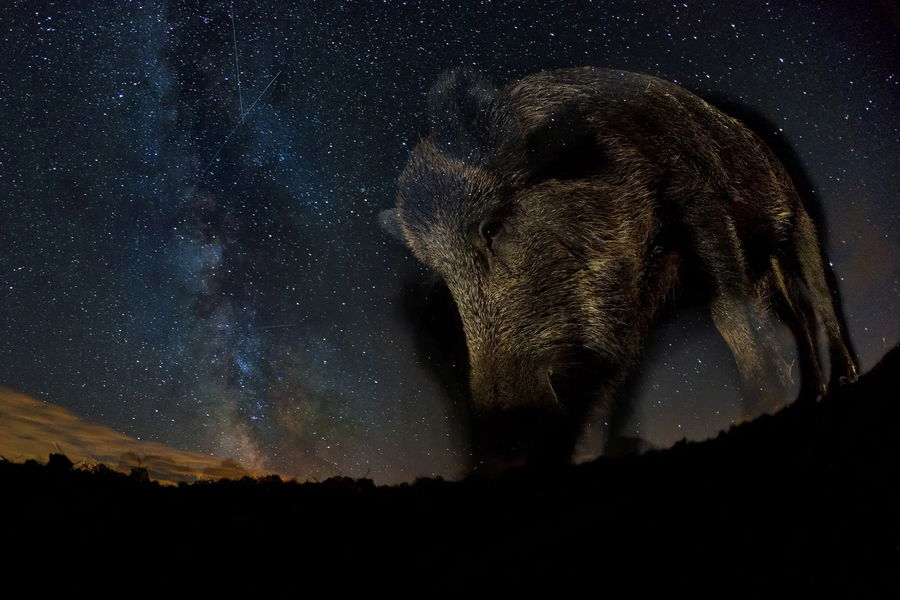 Las impresionantes fotos ganadoras del concurso de fotografía de naturaleza Nature TTL 2023