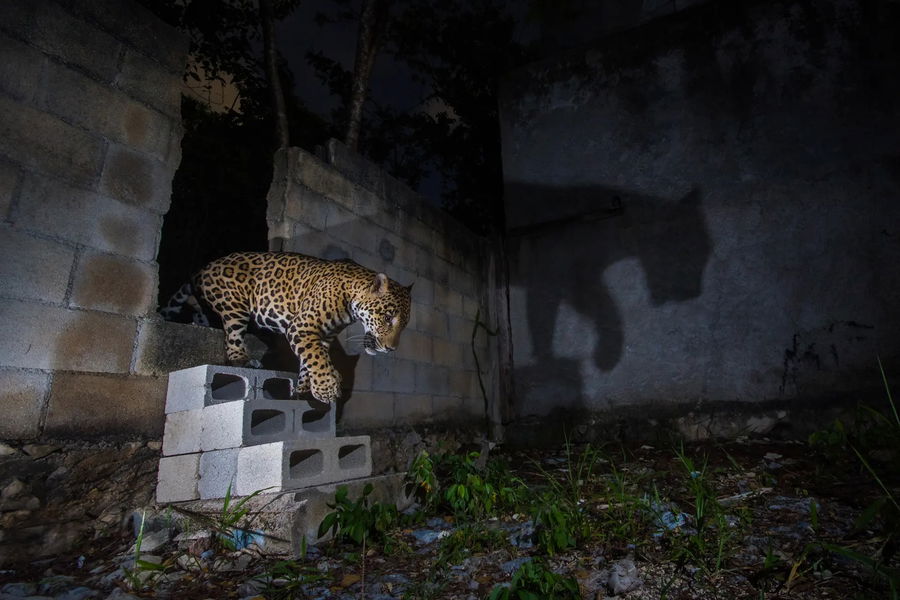 Las impresionantes fotos ganadoras del concurso de fotografía de naturaleza Nature TTL 2023