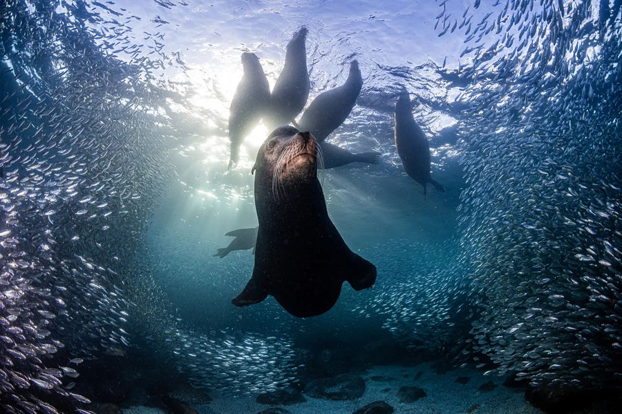 Las impresionantes fotos ganadoras del concurso de fotografía de naturaleza Nature TTL 2023