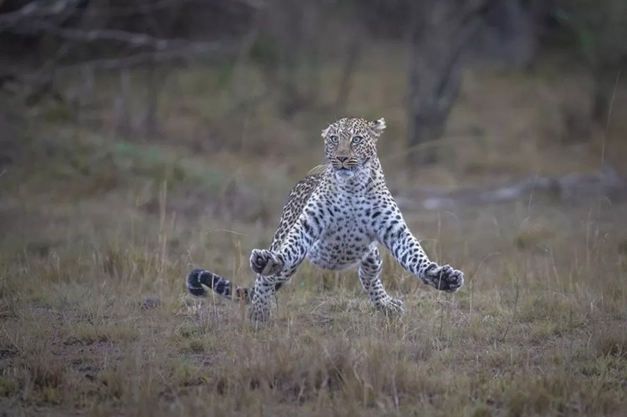 Los finalistas de los premios Comedy Wildlife Photo 2023: la cara más divertida de la vida salvaje