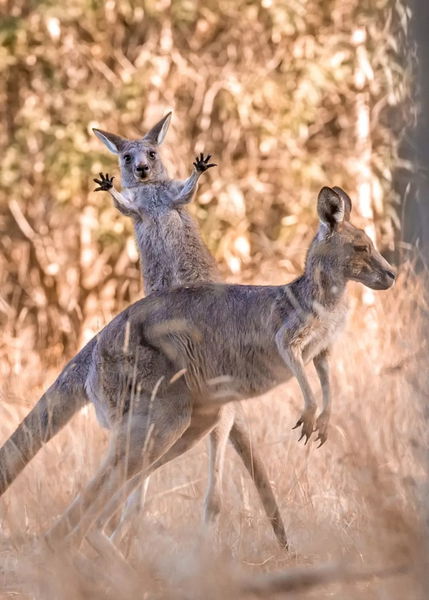 Los finalistas de los premios Comedy Wildlife Photo 2023: la cara más divertida de la vida salvaje