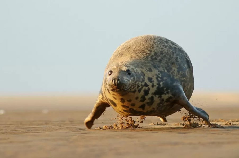 Los finalistas de los premios Comedy Wildlife Photo 2023: la cara más divertida de la vida salvaje