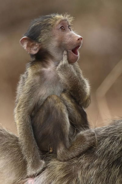 Los finalistas de los premios Comedy Wildlife Photo 2023: la cara más divertida de la vida salvaje