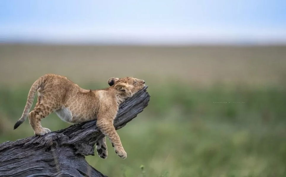 Los finalistas de los premios Comedy Wildlife Photo 2023: la cara más divertida de la vida salvaje