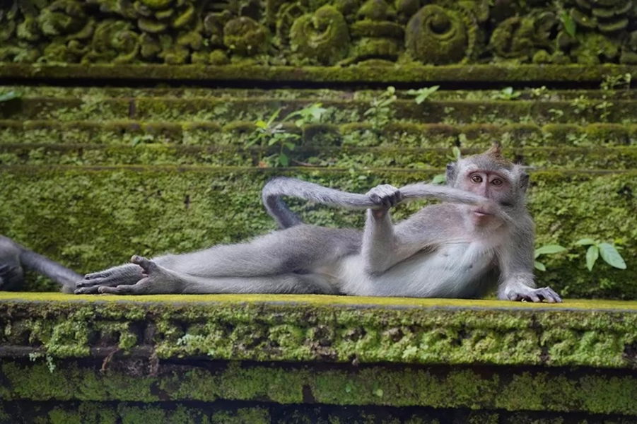 Los finalistas de los premios Comedy Wildlife Photo 2023: la cara más divertida de la vida salvaje