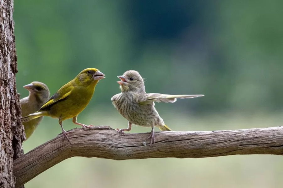 Los finalistas de los premios Comedy Wildlife Photo 2023: la cara más divertida de la vida salvaje