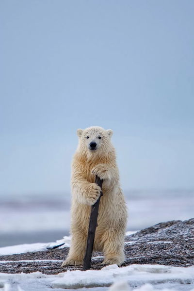 Los finalistas de los premios Comedy Wildlife Photo 2023: la cara más divertida de la vida salvaje