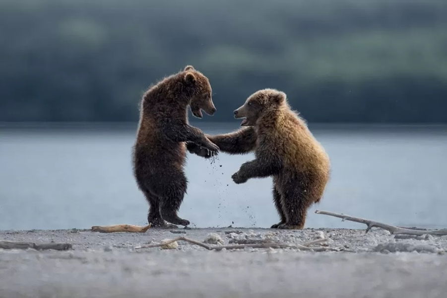 Los finalistas de los premios Comedy Wildlife Photo 2023: la cara más divertida de la vida salvaje